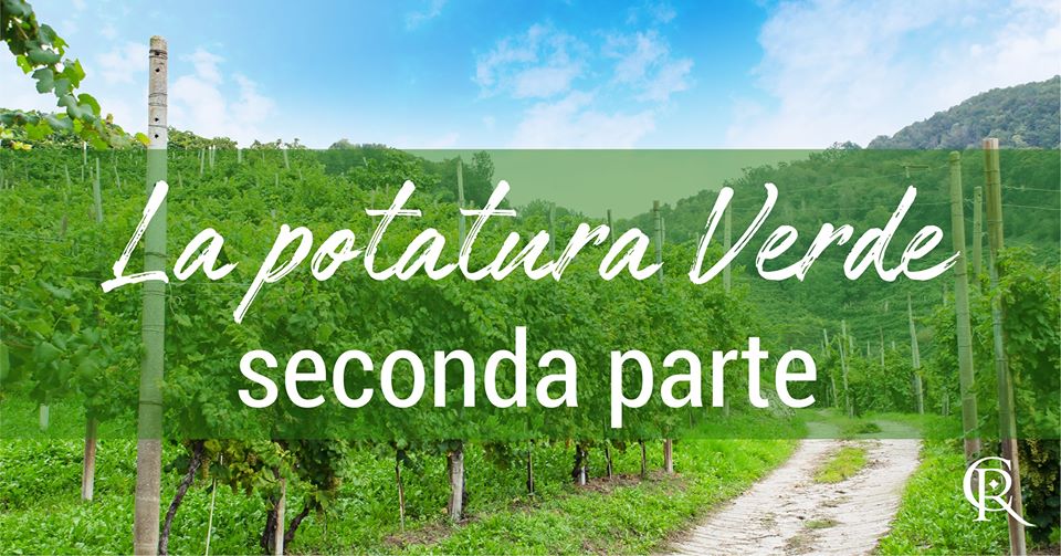 La potatura verde seconda parte